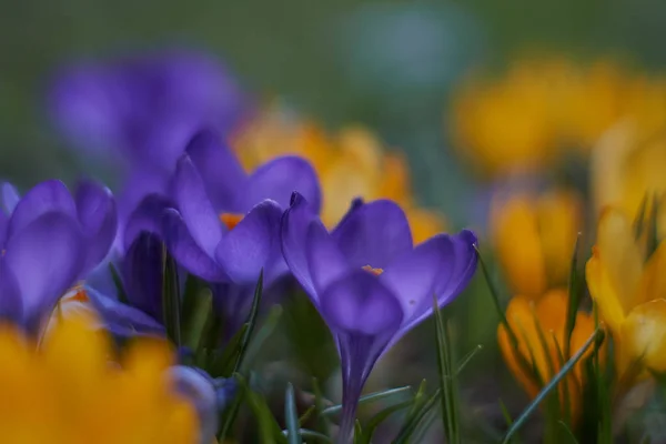 Crocusses in spring in munich bavaria — Stock Photo, Image