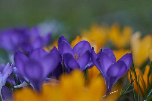 Crocusses 在春天慕尼黑巴伐利亚 — 图库照片