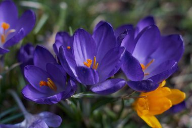 Munich Bavyera bahar Crocusses