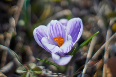 Munich Bavyera bahar Crocusses
