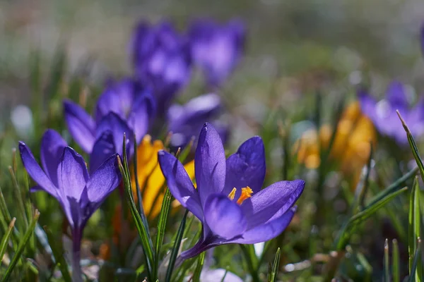 Cruzeiros na primavera na Baviera de Munique — Fotografia de Stock