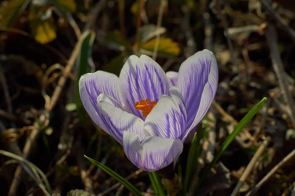 Munich Bavyera bahar Crocusses — Stok fotoğraf