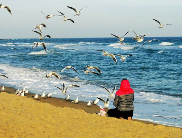 Niña alimentando gaviotas con ruedas en el aire en la orilla del mar en el — Foto de Stock