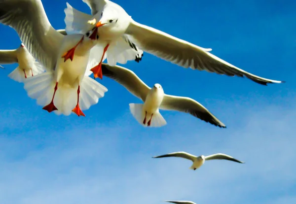 Las gaviotas volando en el cielo y luchando por la comida con luz — Foto de Stock