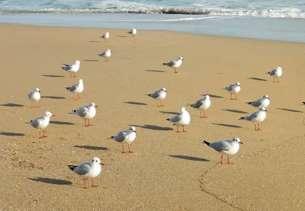 Las gaviotas de pie en la arena en la orilla del mar cerca de la w — Foto de Stock