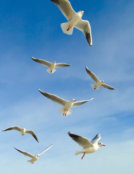 Las gaviotas volando en el cielo con nubes de luz en el backgrou — Foto de Stock