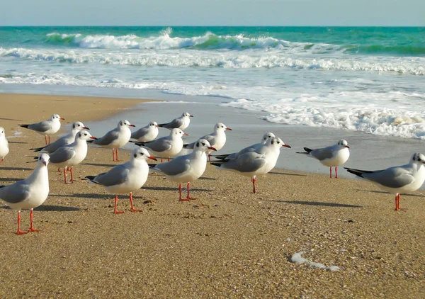 Las gaviotas de pie sobre la arena en la orilla del mar con olas de — Foto de Stock