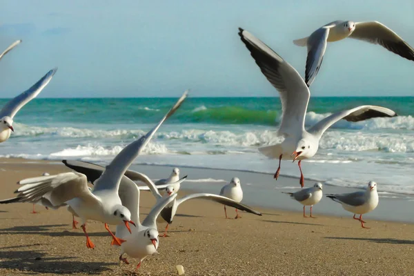 Las gaviotas volando y luchando por la comida con olas de la s — Foto de Stock