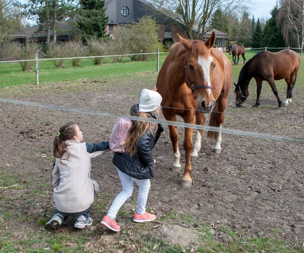 Dos chicas acarician a un caballo que vino a ellas. —  Fotos de Stock