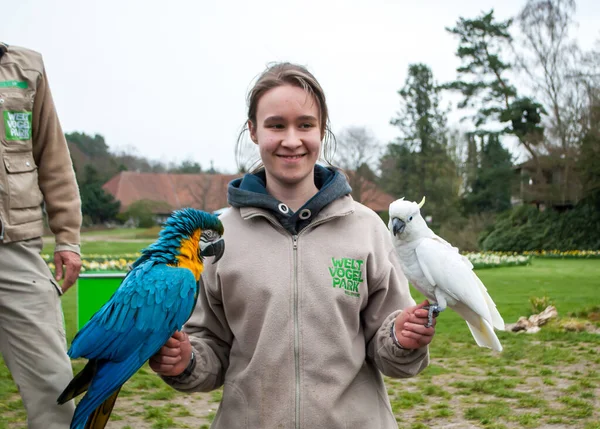 Macaw parrots, blue-yellow and white, sitting on the hand of a female bird show — Stock Photo, Image
