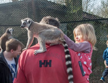 Küçük kız babasının kollarında bir lemuru okşuyor bir adamın omuzlarında oturuyor.
