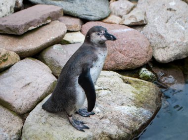 Genç penguen su kenarındaki büyük kayaların üzerinde.