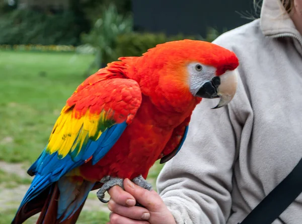 Blízký šarlatový Macaw, Ara Macao, sedící na ruce — Stock fotografie
