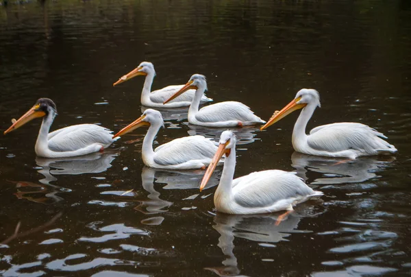 Pelícanos blancos flotando en la superficie de agua oscura — Foto de Stock