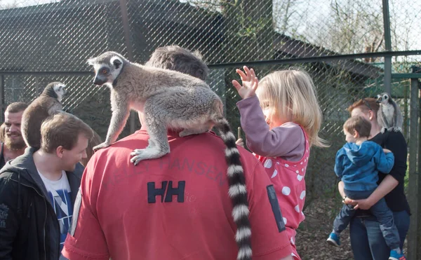 Lemur bir adamın omuzlarında oturuyor ve küçük kız babasının kollarında lemur okşuyor.