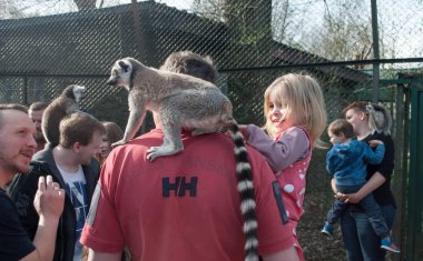 Lemur bir adamın omuzlarında oturuyor ve küçük kız babasının kollarında lemur okşuyor.