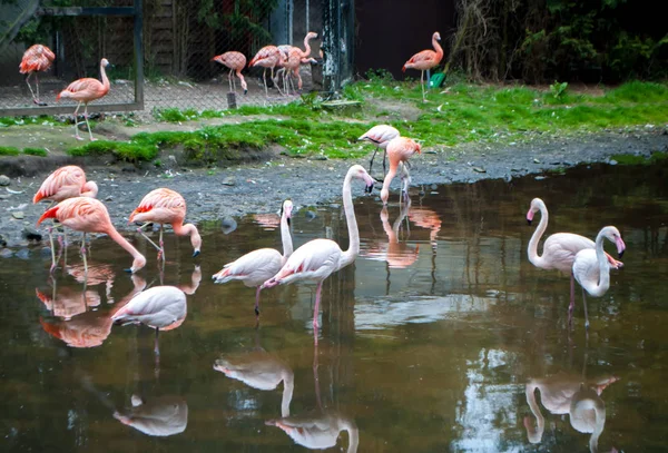 Flamencos rosados de pie en un lago en el parque — Foto de Stock