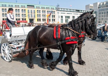 Berlin, Almanya - 6 Nisan 2019: Siyah örgülü yeleli kahverengi atlar, Berlin 'deki Brandenburg Kapısı yakınlarındaki meydanda, güzel bir biniciyle beyaz bir arabaya bağlandılar..