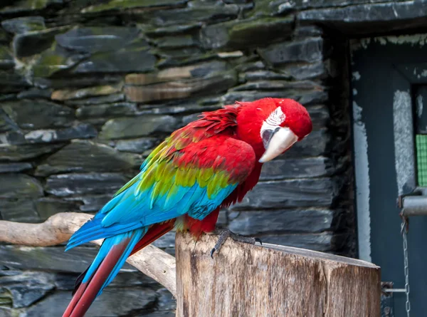 Червоно Зелений Макус Хлороптер Ара Папуга Сидить Гілці Вклоненою Головою — стокове фото