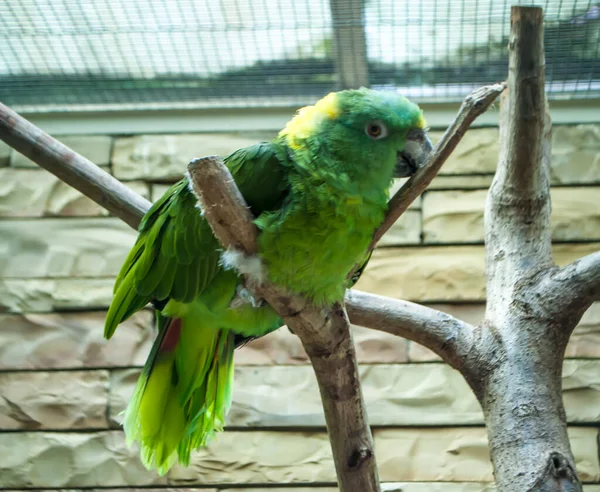 Közelkép Kis Zöld Papagájról Egy Fán Egy Madárházban — Stock Fotó