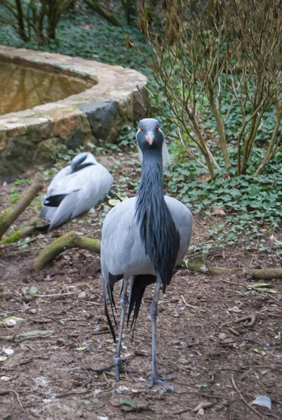 Una Grúa Arenisca Gris Con Cabeza Roja Caminando Sobre Hierba —  Fotos de Stock