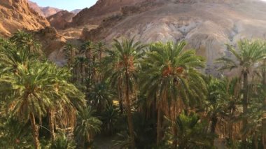 Oasis ile Palm ağaçlar içinde Rocky Kanyon şaşırtıcı / güzel doğa, palmiye ağaçları bitkilerde rocky Kanyon. Yer: Oasis sahara, Tunus, Afrika.