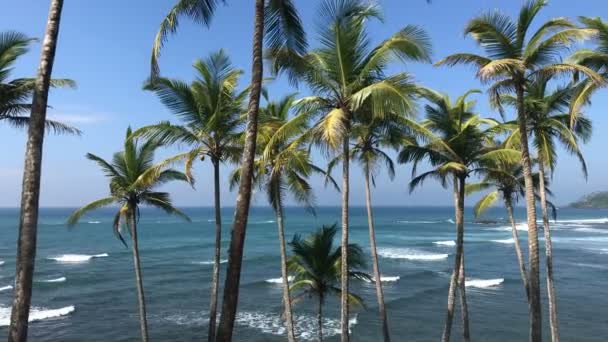 Tropical Island Ocean Waves Palm Trees Tropical Island Ocean Waves — Stock Video