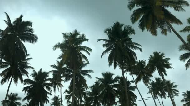 Palmiye Ağaçları Şaşırtıcı Nane Gökyüzü — Stok video