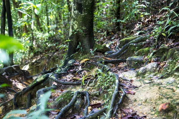 Träd i en skog. — Stockfoto