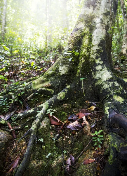 Albero in una foresta . — Foto Stock