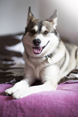 Bir yatakta döşeme ve gülümseyen şirin köpek. Sibirya poz ve kameraya bakarak Husky evde,.