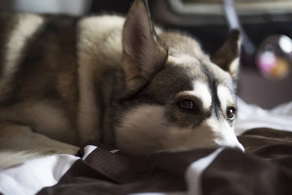 Bir Yatakta Döşeme Uyuklayan Şirin Köpek Sibirya Rahatlatıcı Uyuklayan Husky — Stok fotoğraf