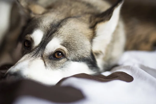 Cão Bonito Deitado Uma Cama Cochilando Husky Siberiano Casa Relaxante — Fotografia de Stock