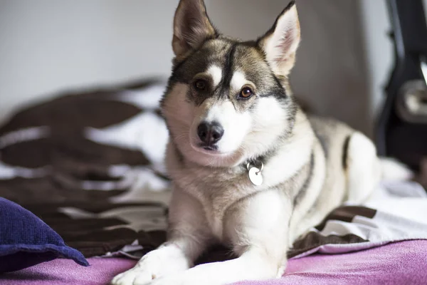 Schattige Hond Tot Een Bed Slapen Siberische Husky Thuis Ontspannen — Stockfoto