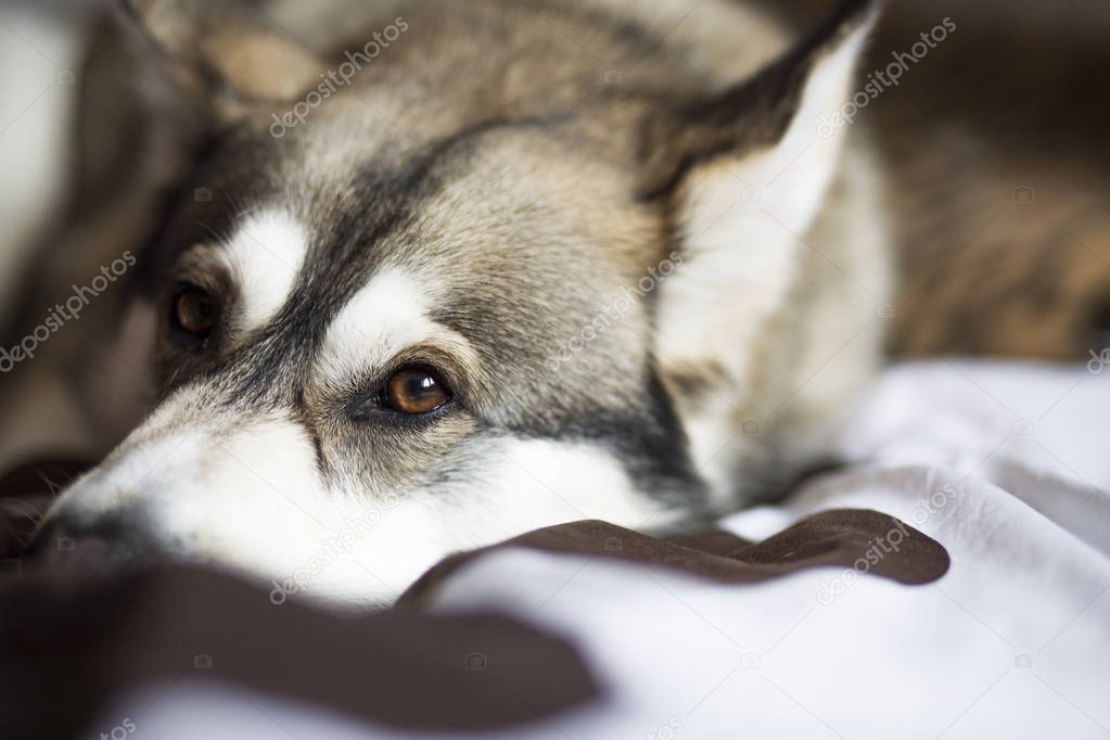 Cute dog laying in a bed and napping. Siberian Husky at home, relaxing and napping.