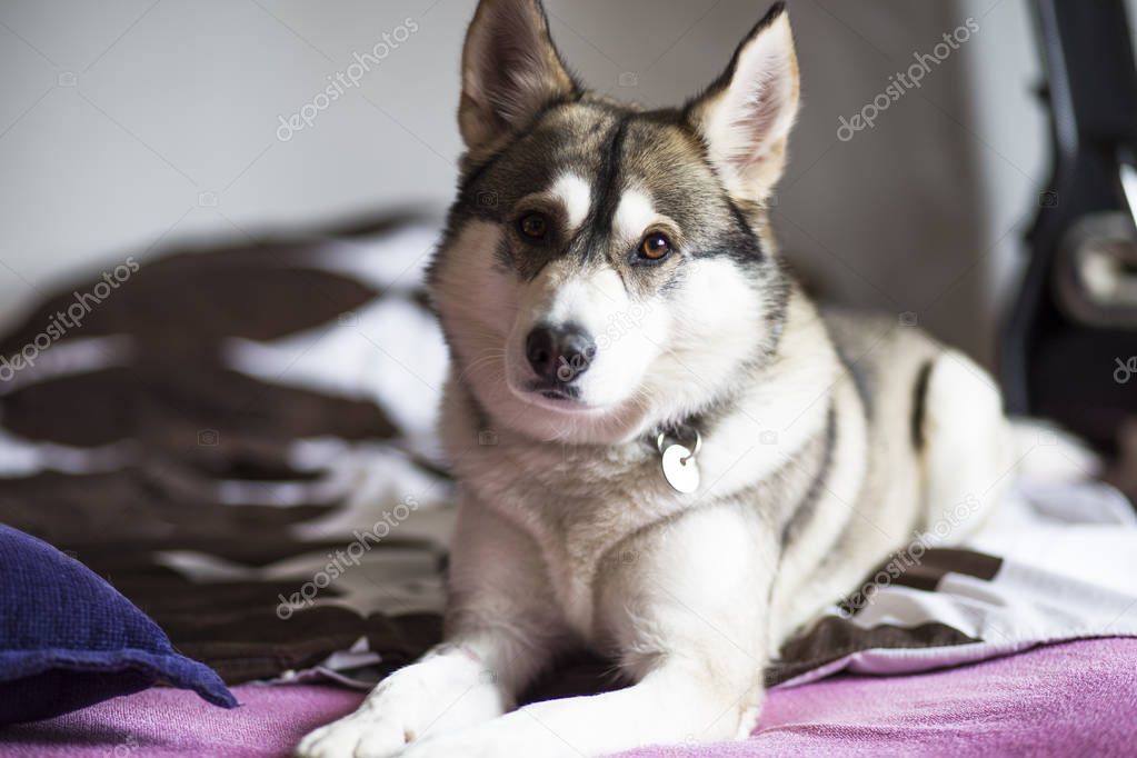 Cute dog laying in a bed and napping. Siberian Husky at home, relaxing and napping.