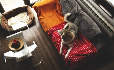 Evde köpek var. İzolasyon. Sibirya Husky 'si rahat bir kanepede dinleniyor ve eğleniyor.. 