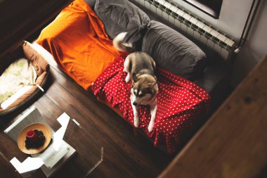 Evde köpek var. İzolasyon. Sibirya Husky 'si rahat bir kanepede dinleniyor ve eğleniyor.. 