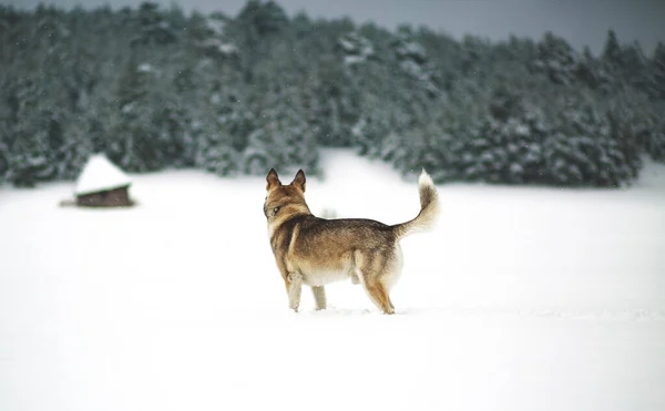Vintertid Hund Skog Sibirien Husky Skog Leker Och Njuter Snö — Stockfoto
