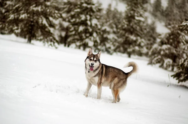 Zima Pies Lesie Syberyjski Husky Lesie Bawiący Się Cieszący Śniegu — Zdjęcie stockowe