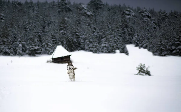Winter Time Dog Forest Siberian Husky Woods Playing Enjoying Snow — Stock Photo, Image