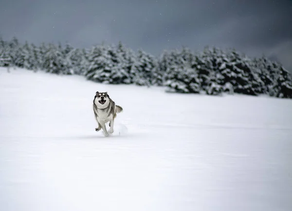 Tempo Inverno Cane Una Foresta Siberian Husky Bosco Giocando Godendo — Foto Stock