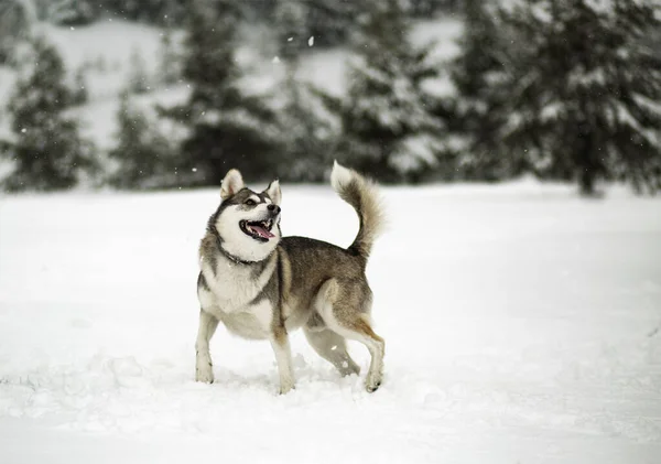 Téli Idő Kutya Erdőben Szibériai Husky Erdőben Játszik Élvezi Hóban — Stock Fotó