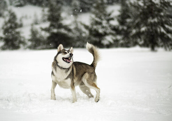 Winter time. Dog in a forest. Siberian Husky in a woods, playing and enjoying in a snow.