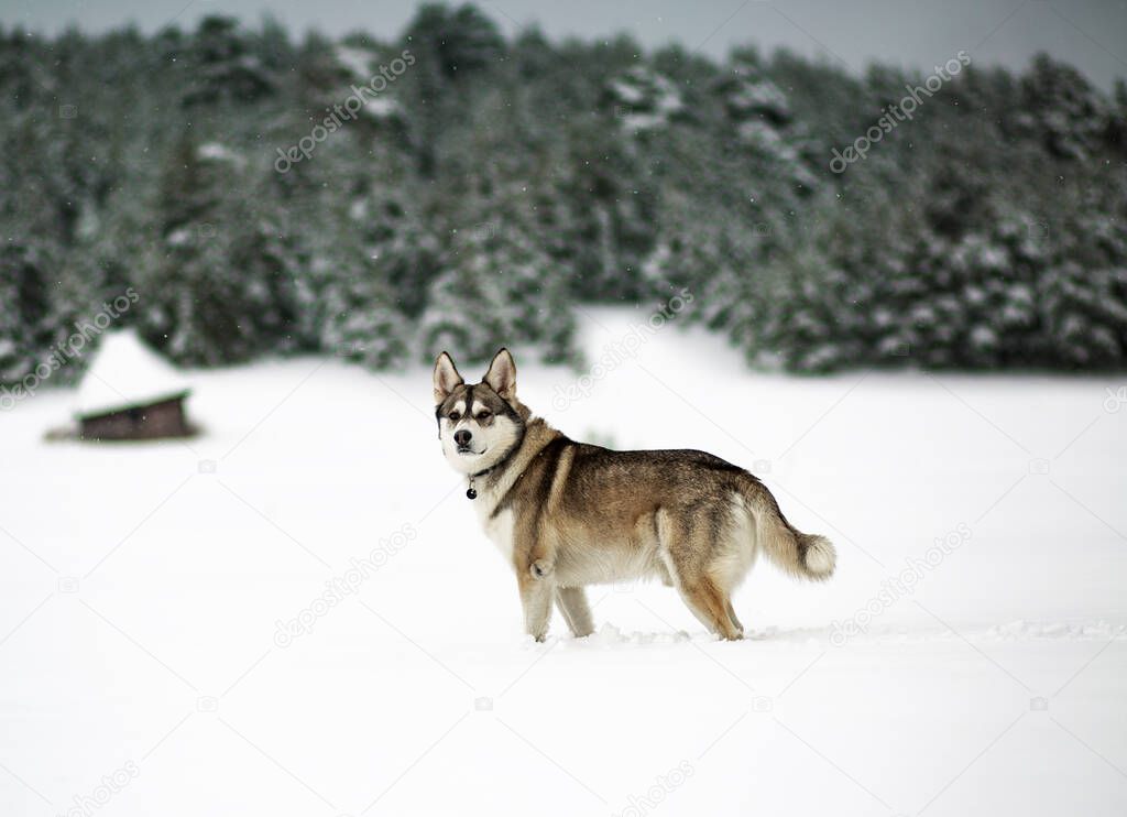 Winter time. Dog in a forest. Siberian Husky in a woods, playing and enjoying in a snow. 