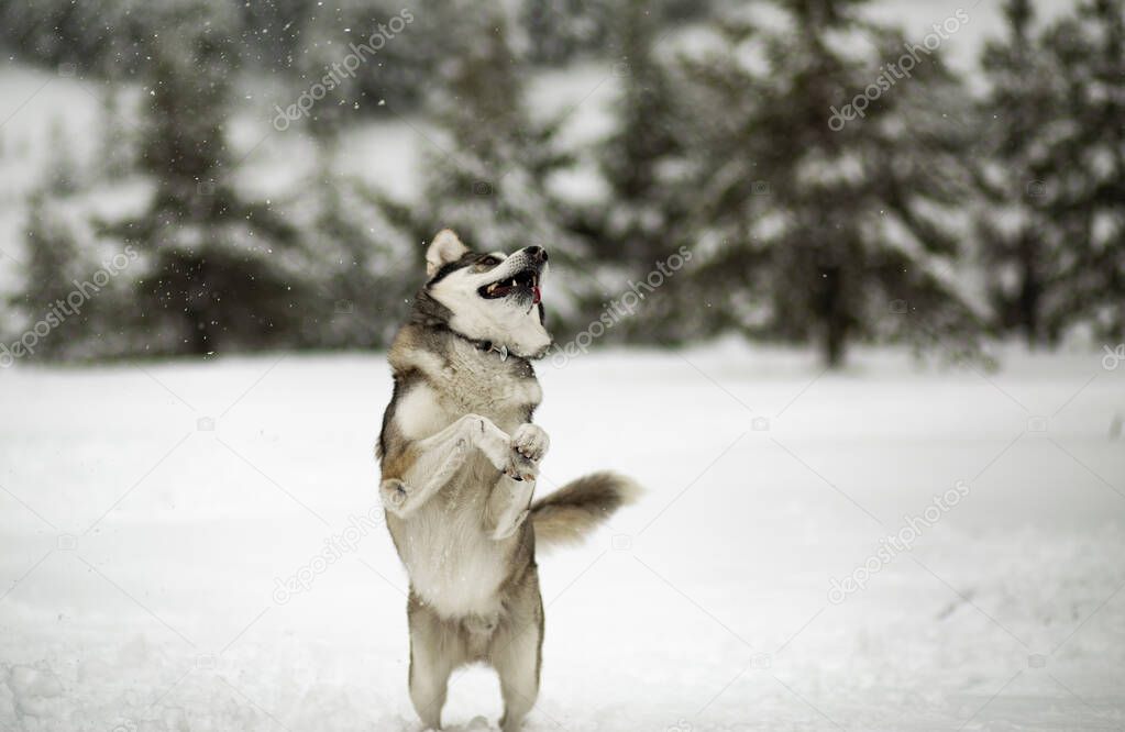 Winter time. Dog in a forest. Siberian Husky in a woods, playing and enjoying in a snow. 