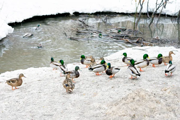 Csoport Vadkacsa Közelében Jeges Télen Telelő Vadkacsa Városban Fauna Ökoszisztéma — Stock Fotó