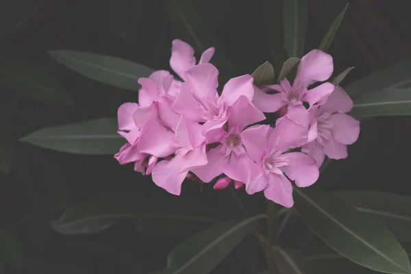 Diseño Creativo Floral Tonos Pastel Para Texto Fondo Hecho Flores — Foto de Stock