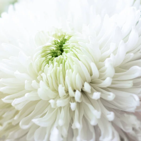 Hintergrund Aus Nahsicht Auf Weiße Üppige Chrysanthemen Mit Hellgrünem Kern — Stockfoto