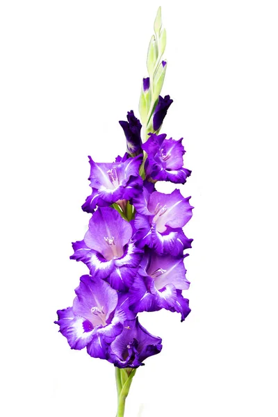 Isolated Blossoming Vivid Purple Violet Huge Gladiolus Flowers Close Vertical — Stock Photo, Image